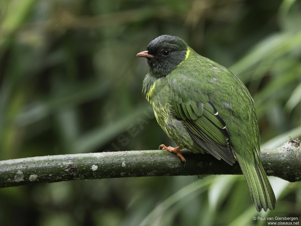 Green-and-black Fruiteater male adult