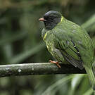 Cotinga vert et noir