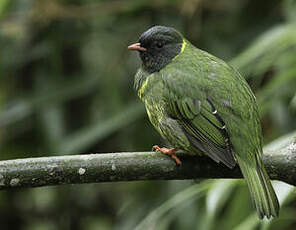 Cotinga vert et noir