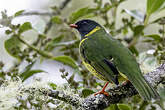 Cotinga vert et noir