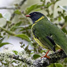 Cotinga vert et noir