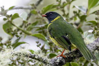 Cotinga vert et noir
