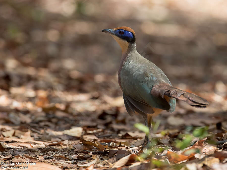 Coua à tête rousseadulte, identification