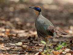 Red-capped Coua