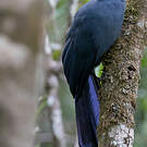 Coua bleu