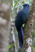 Blue Coua