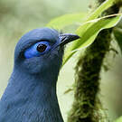 Coua bleu