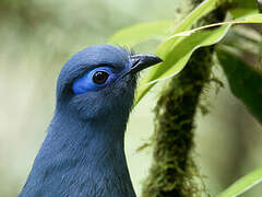 Blue Coua