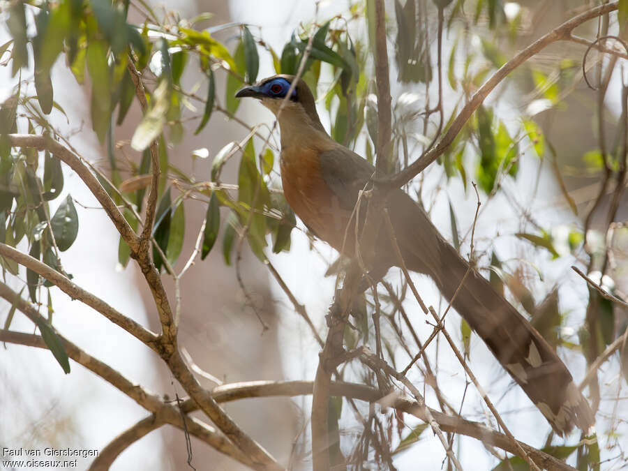 Coua de Coquereladulte