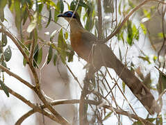 Coquerel's Coua