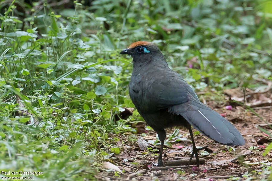 Coua de Reynaudadulte, identification