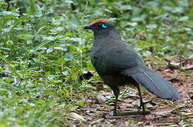 Red-fronted Coua