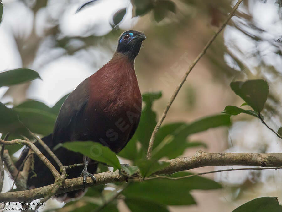 Red-breasted Couaadult, Behaviour