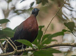 Red-breasted Coua