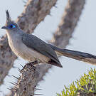 Coua de Verreaux