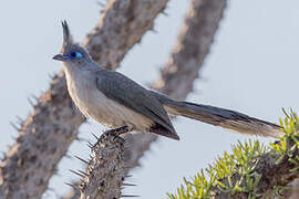 Verreaux's Coua