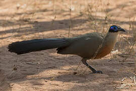 Coua géant