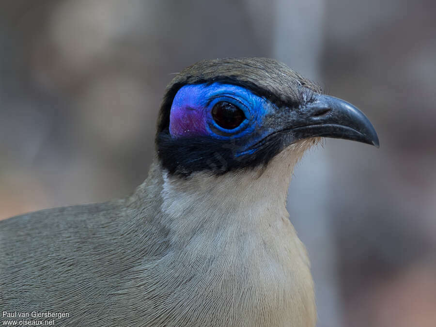 Coua géantadulte, portrait