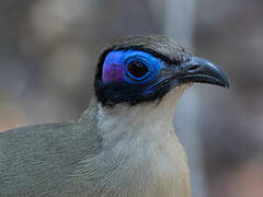 Coua géant