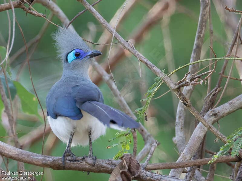 Crested Couaadult, aspect, pigmentation
