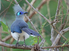 Crested Coua