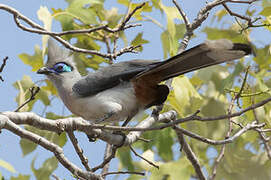 Crested Coua