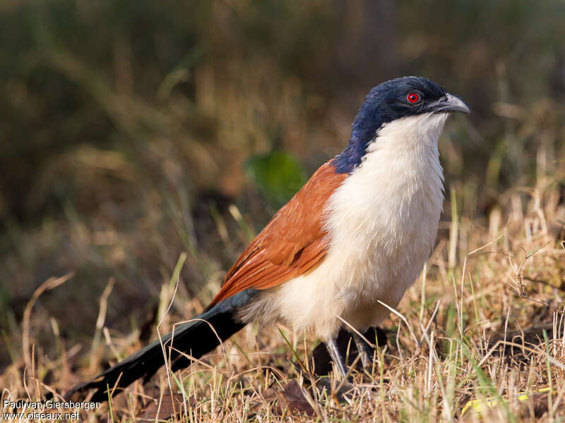 Coucal à nuque bleueadulte, identification