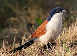 Blue-headed Coucal