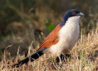 Coucal à nuque bleue