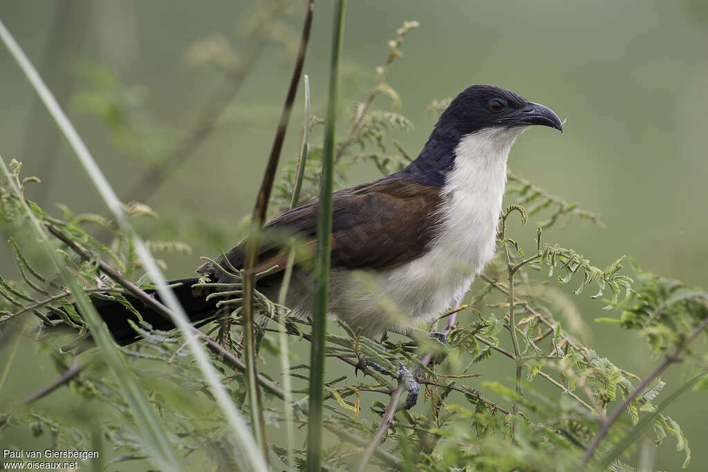 Coucal à nuque bleueadulte, habitat, pigmentation