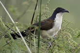 Coucal à nuque bleue