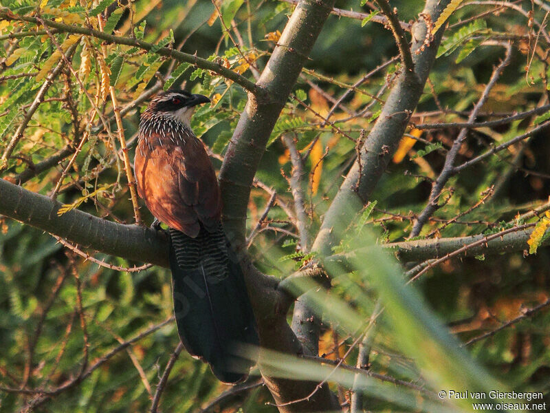 Coucal à sourcils blancs