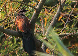 Coucal à sourcils blancs