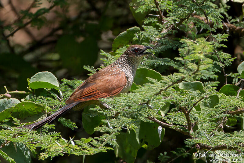 Coucal à sourcils blancs