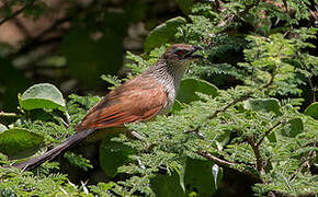 White-browed Coucal