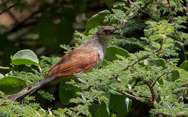 Coucal à sourcils blancs