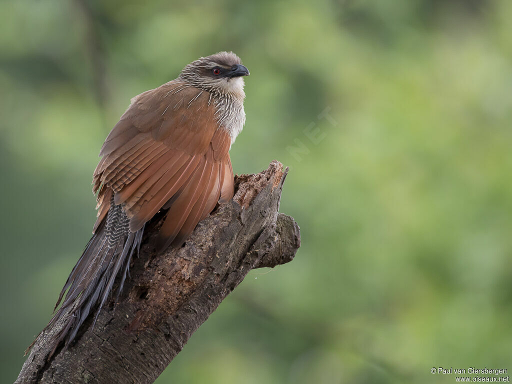 Coucal à sourcils blancsadulte