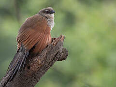 White-browed Coucal