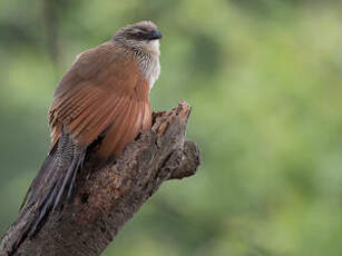 Coucal à sourcils blancs