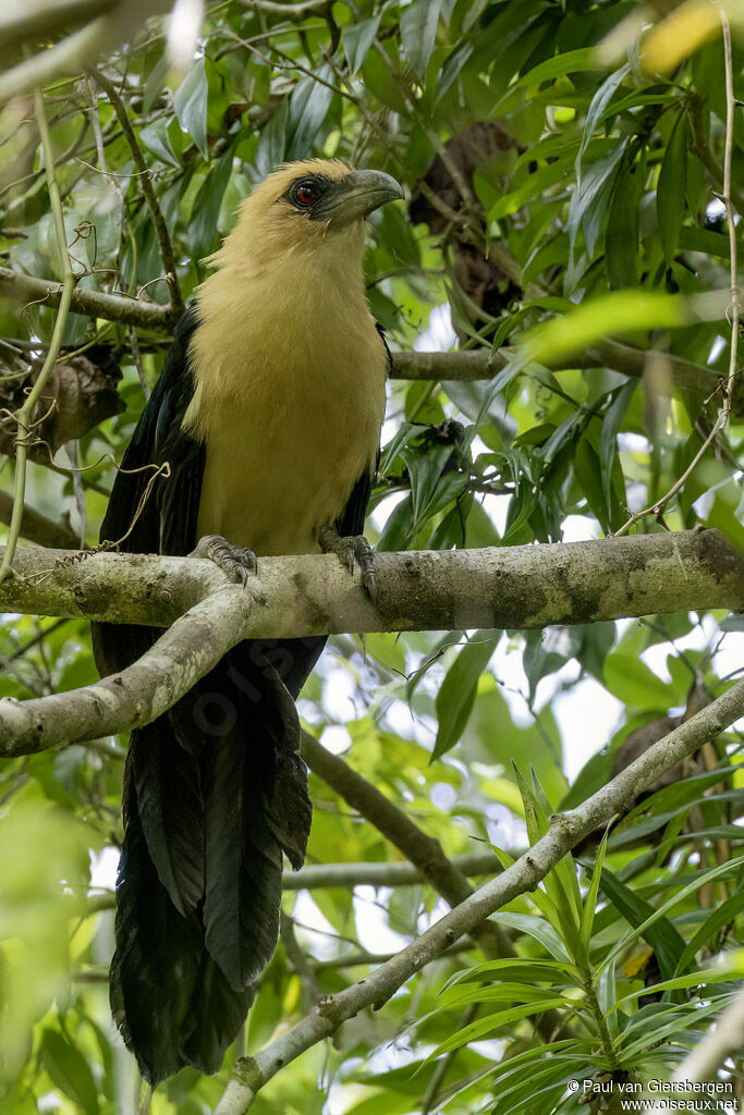 Coucal à tête fauveadulte