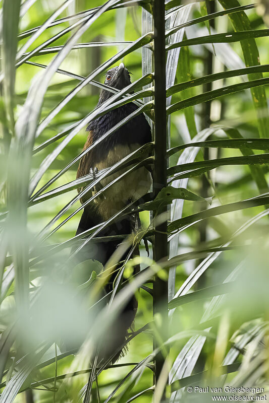 Coucal à ventre blancadulte