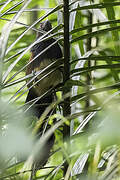 Black-throated Coucal