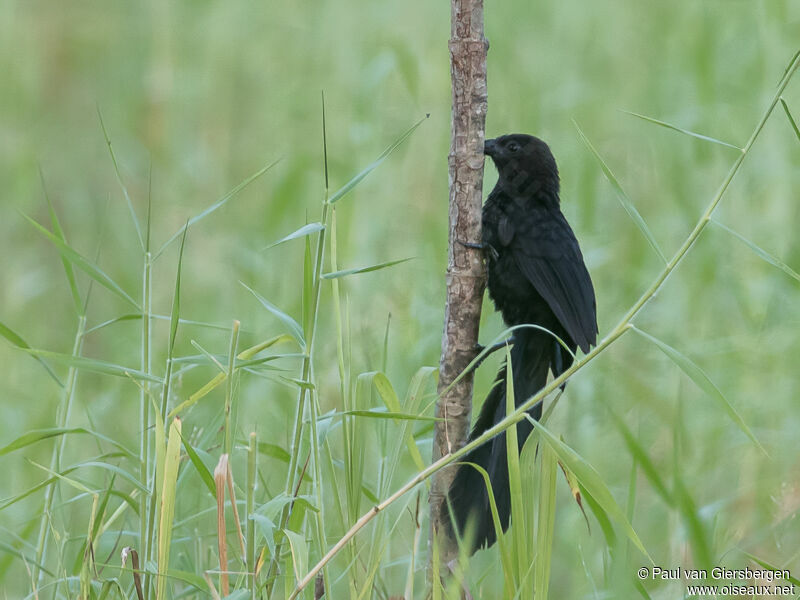 Black-billed Coucal