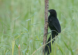 Black-billed Coucal