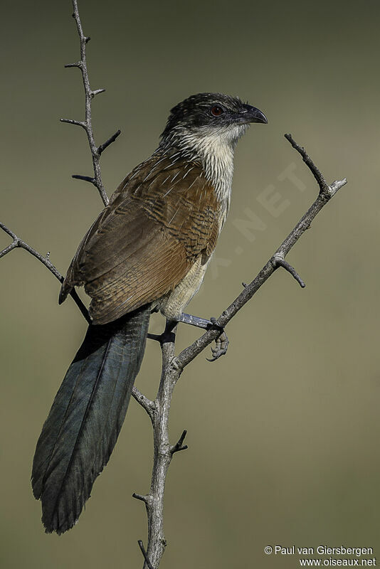 Coucal de Burchelladulte