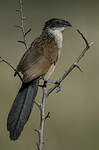 Coucal de Burchell