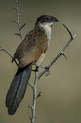 Burchell's Coucal