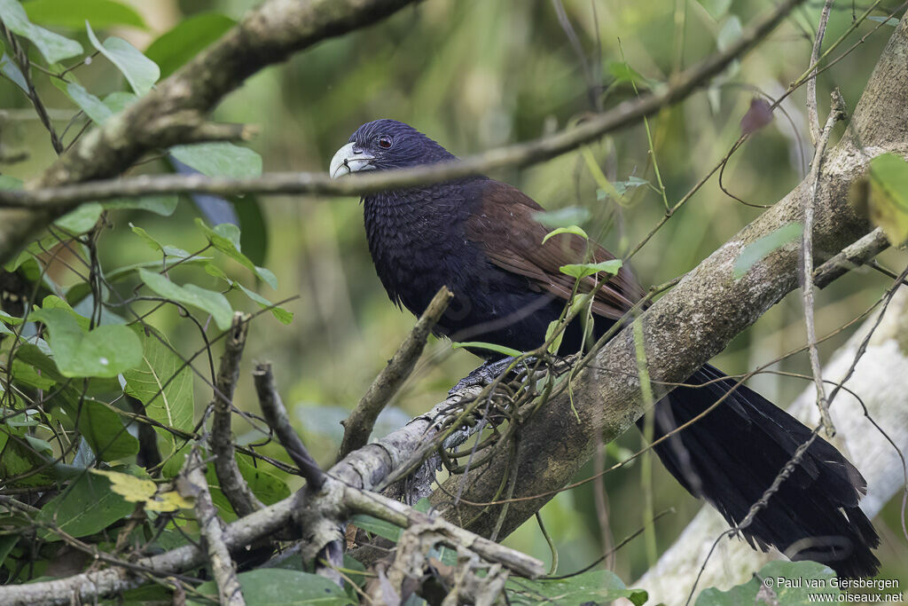 Green-billed Coucaladult