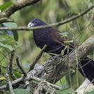 Coucal de Ceylan