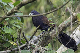 Green-billed Coucal